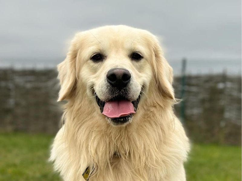 Moose | Retriever (Golden) | Evesham (Worcestershire) - 1