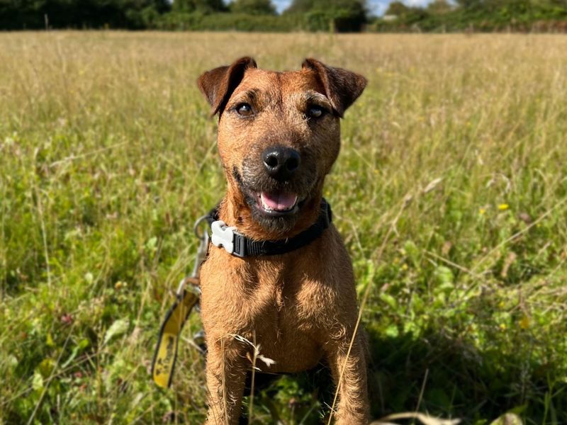 Trigger | Terrier (Patterdale) Cross | Snetterton (Norfolk) - 1