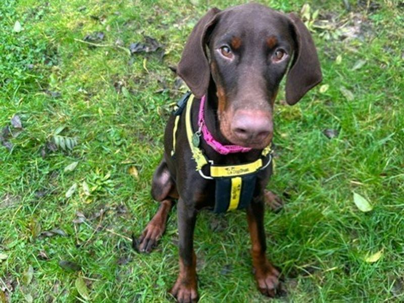 Tilly for sale in Telford, Shropshire