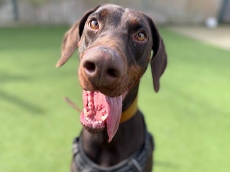 Tilly | Dobermann | Shrewsbury (Shropshire) - 1