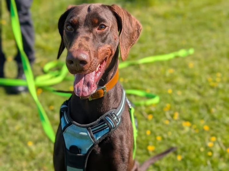 Tilly | Dobermann | Shrewsbury (Shropshire) - 1