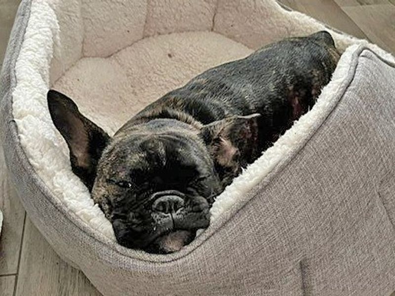 French Bulldog for adoption in Wickford, Essex – 2 years old - Image 4 of 5