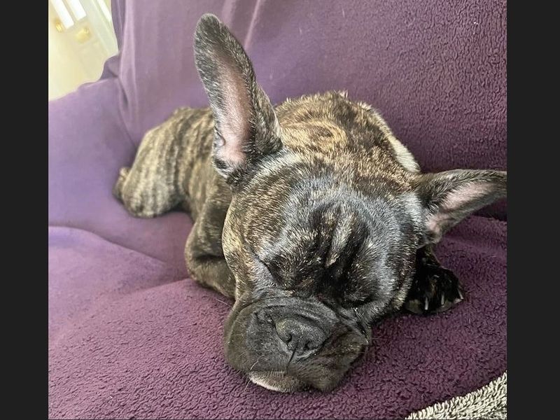 Lara for sale in Wickford, Essex | Image 2