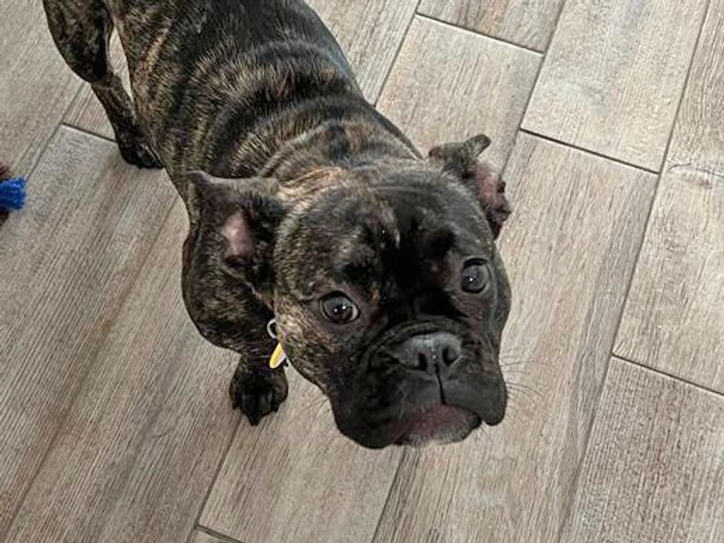 French Bulldog for adoption in Wickford, Essex – 2 years old - Image 5 of 5