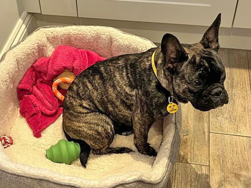 Lara for sale in Wickford, Essex