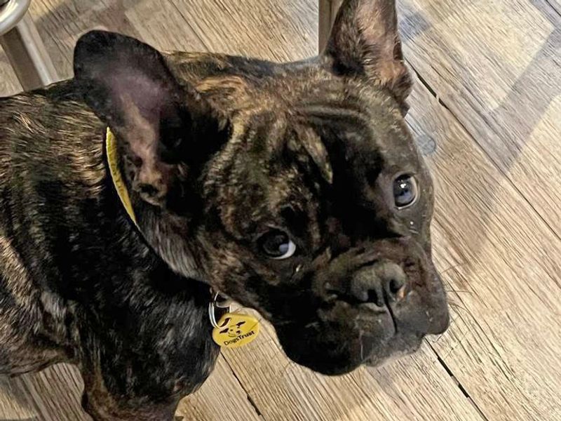 French Bulldog for adoption in Wickford, Essex – 2 years old - Image 3 of 5