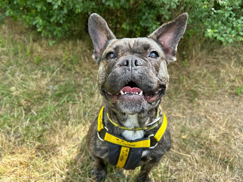 Lara | French Bulldog Cross | Basildon (Essex) - 1