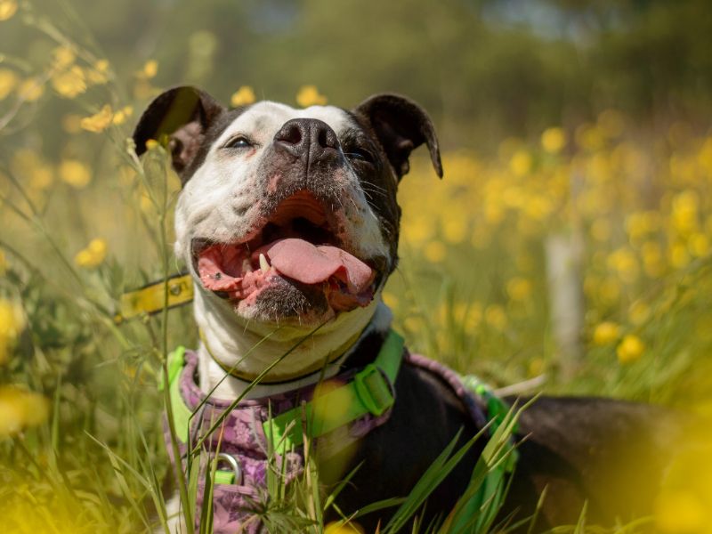 Reign | Bulldog | Kenilworth (West Midlands) - 1