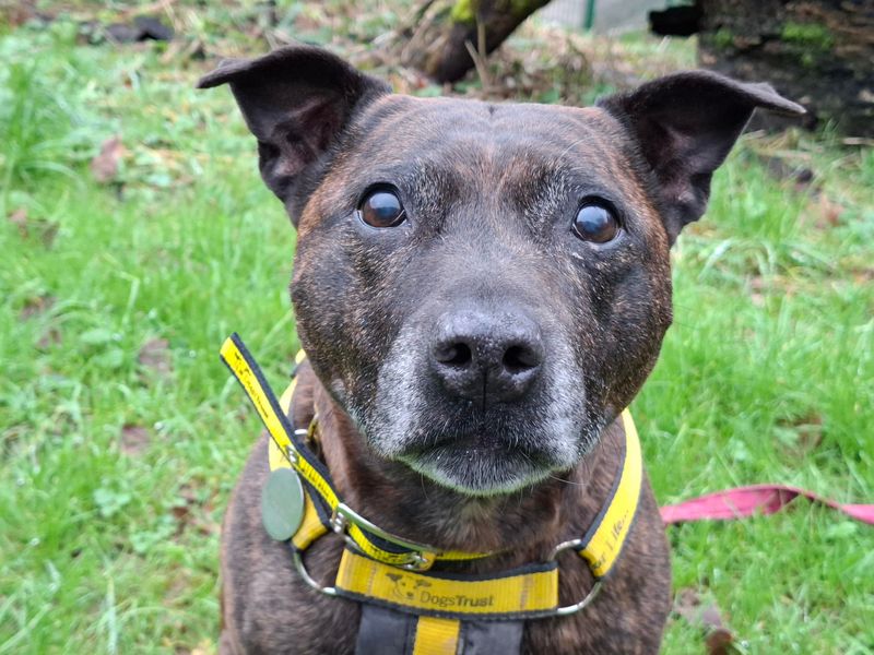 Staffordshire Bull Terrier for adoption in Ilfracombe, Devon – 10 years old - Image 4 of 4