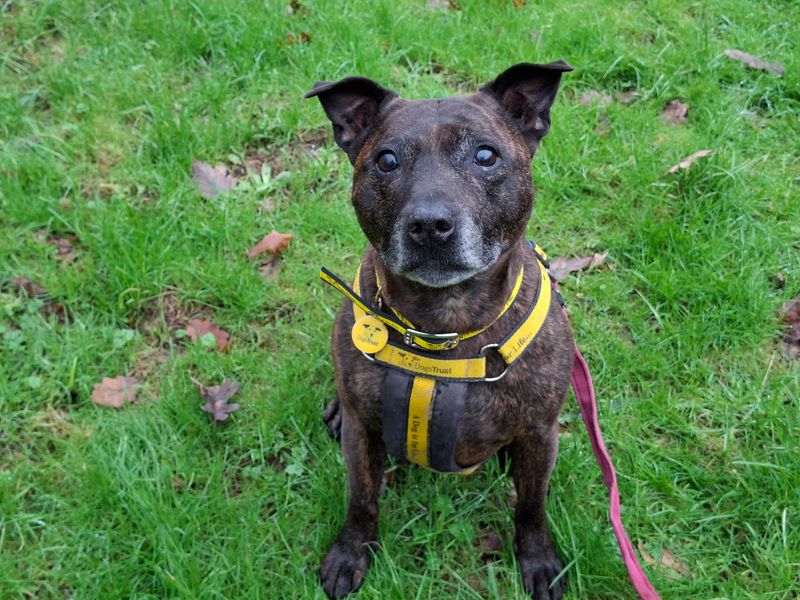 Staffordshire Bull Terrier for adoption in Ilfracombe, North Devon – 10 years old
