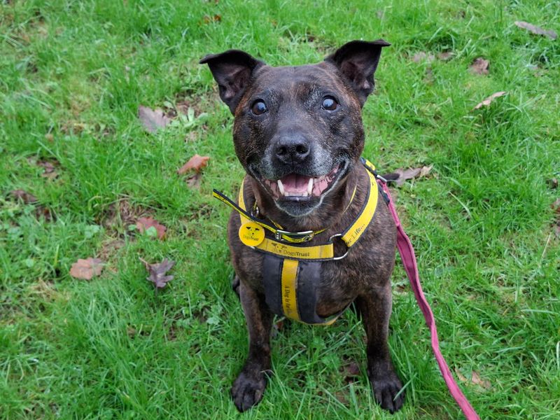 Bobbi | Terrier (Staffordshire Bull) | Ilfracombe - 1