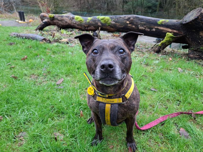 Staffordshire Bull Terrier for adoption in Ilfracombe, Devon – 10 years old - Image 3 of 4