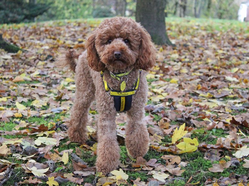 Poodle for adoption in Liverpool, Merseyside – 3 years old - Image 1 of 3