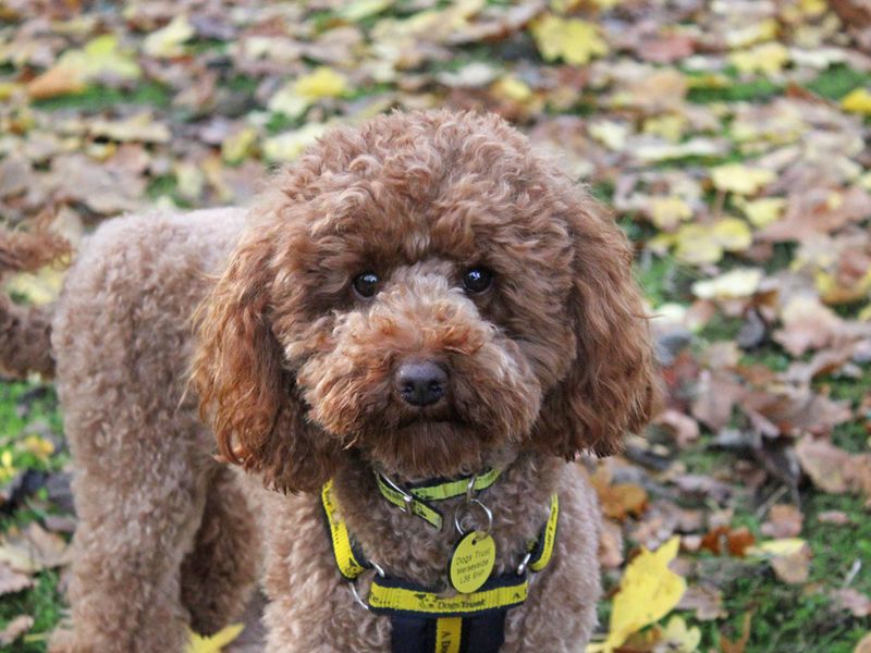 Poodle for adoption in Liverpool, Merseyside – 3 years old - Image 2 of 3