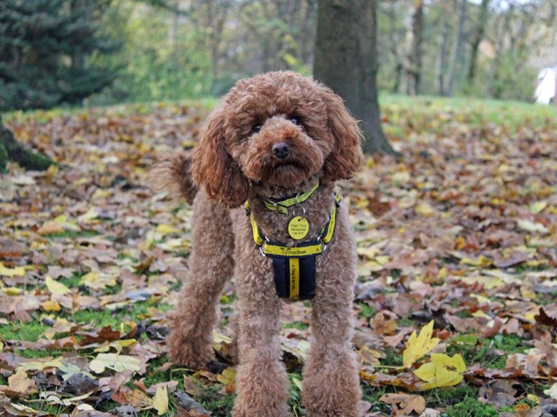 Poodle for adoption in Liverpool, Merseyside – 3 years old - Image 3 of 3