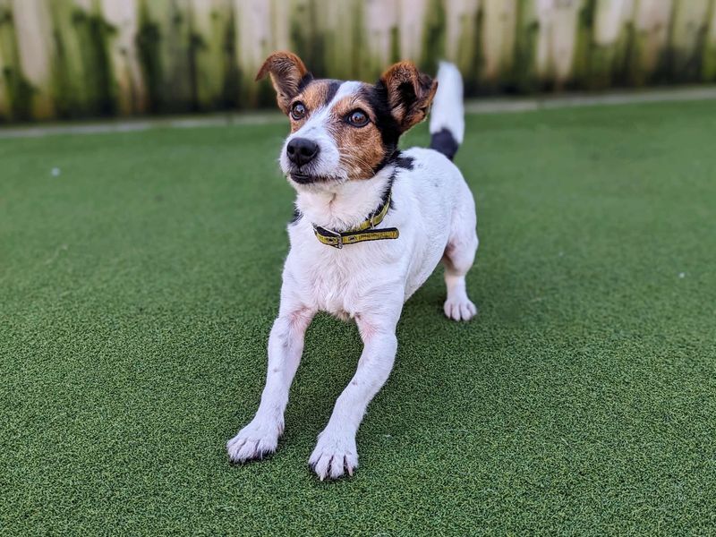 Lottie for sale in Cardiff | Image 2
