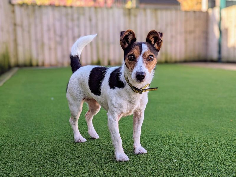 Lottie | Terrier (Jack Russell) Cross | Cardiff - 1