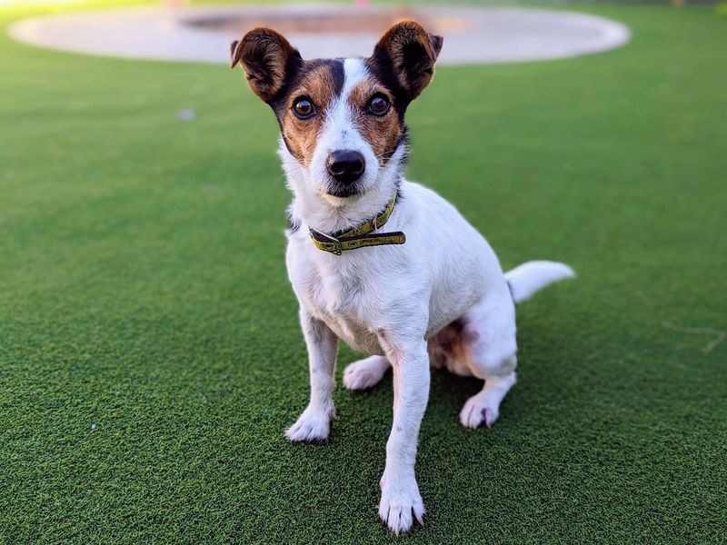 Chihuahua for adoption in Cardiff, Glamorgan – 7 years old - Image 6 of 6