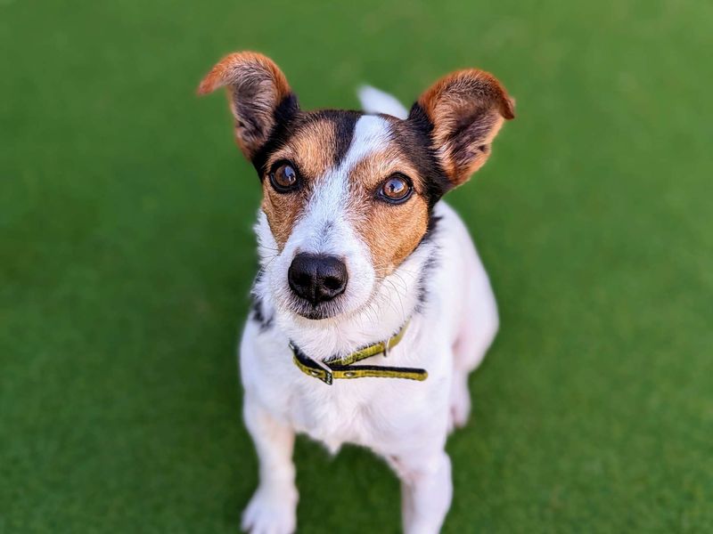 Chihuahua for adoption in Cardiff, Glamorgan – 7 years old - Image 5 of 6