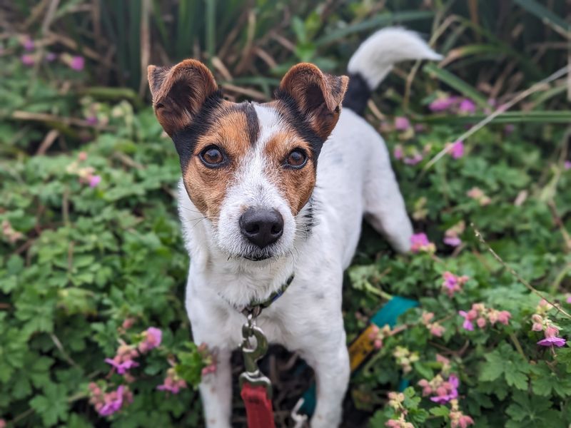 Chihuahua for adoption in Cardiff, Glamorgan – 7 years old - Image 2 of 6