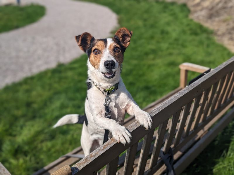Chihuahua for adoption in Cardiff, Glamorgan – 7 years old - Image 4 of 6