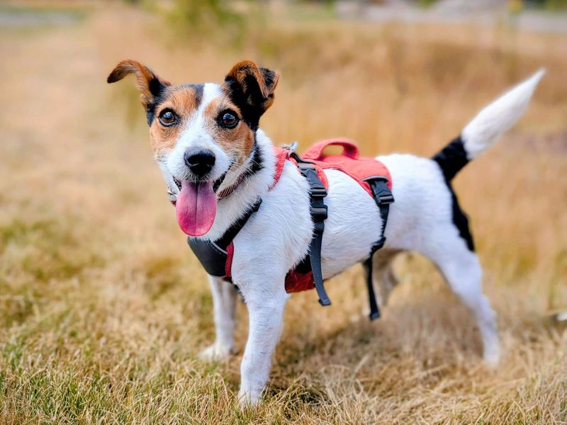 Lottie | Terrier (Jack Russell) Cross | Cardiff - 1