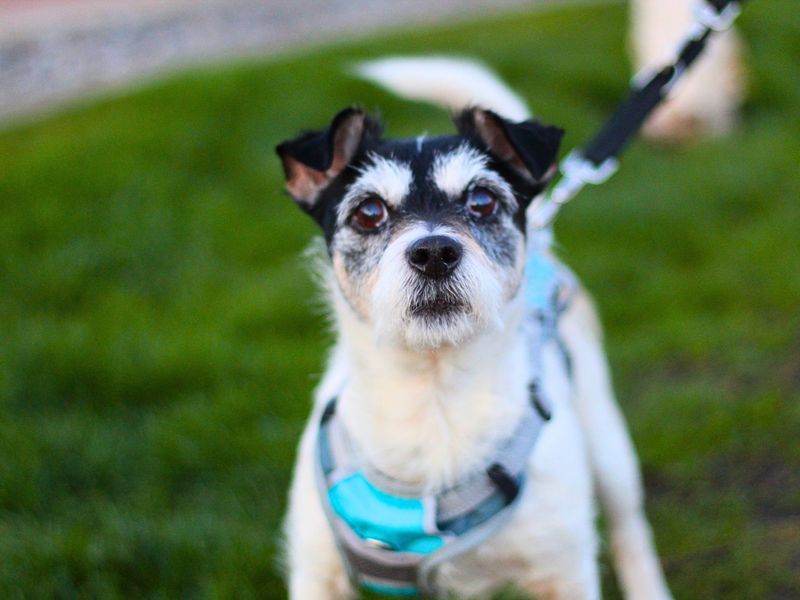 Toby for sale in Manchester, Greater Manchester