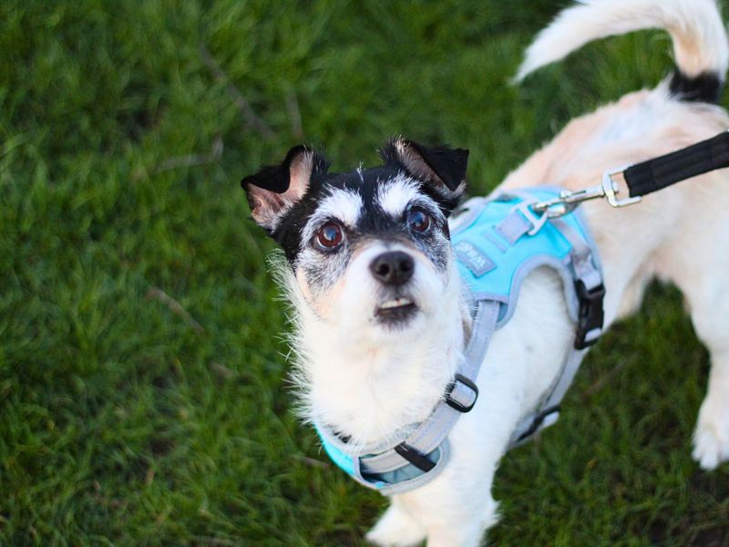 Jack Russell Terrier for adoption in Manchester, Greater Manchester – 11 years old - Image 2 of 3