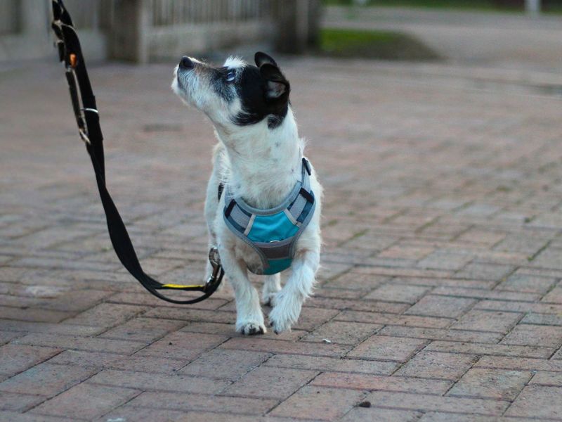 Jack Russell Terrier for adoption in Manchester, Greater Manchester – 11 years old - Image 3 of 3