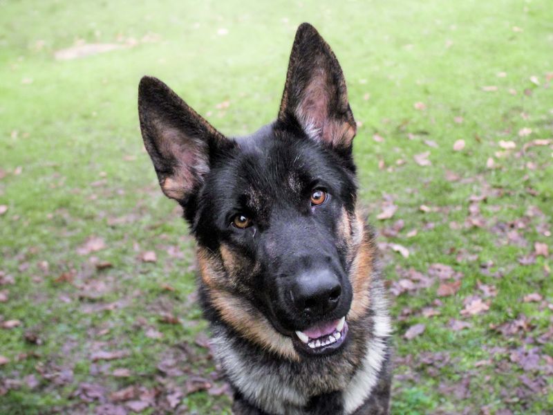 German Shepherd for adoption in Kenilworth, Warwickshire – 5 years old - Image 3 of 3