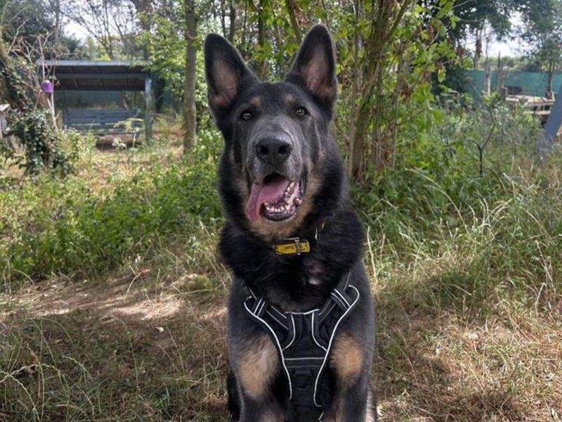 Loki Boy | German Shepherd Dog | Snetterton (Norfolk) - 1
