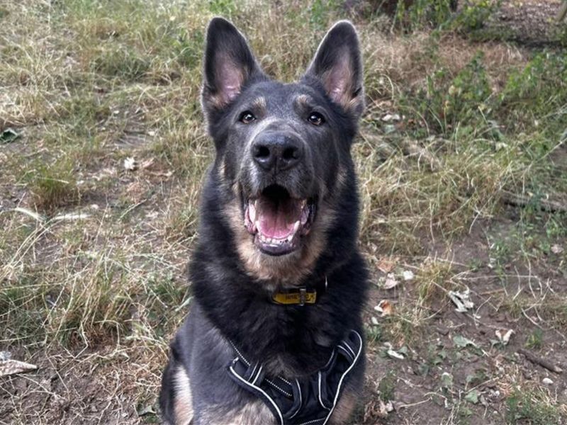 Loki Boy, a 6 years old male German Shepherd available for adoption from Dogs Trust in Snetterton, Norfolk