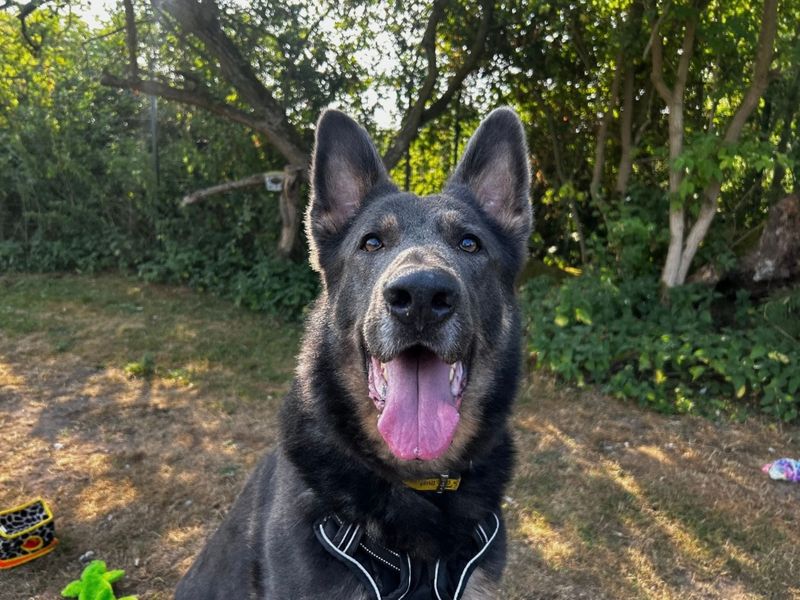 undefined | German Shepherd Dog | undefined - 6
