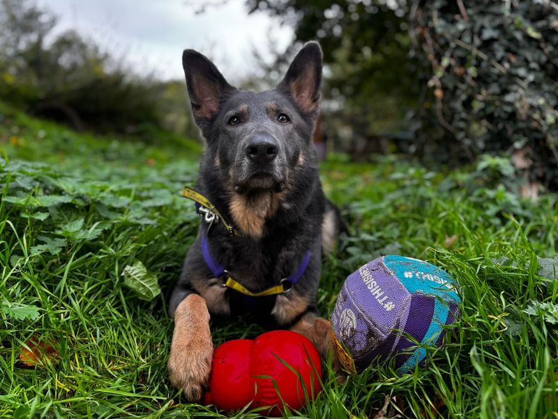 undefined | German Shepherd Dog | undefined - 2