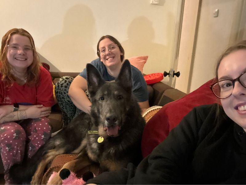 undefined | German Shepherd Dog | undefined - 8