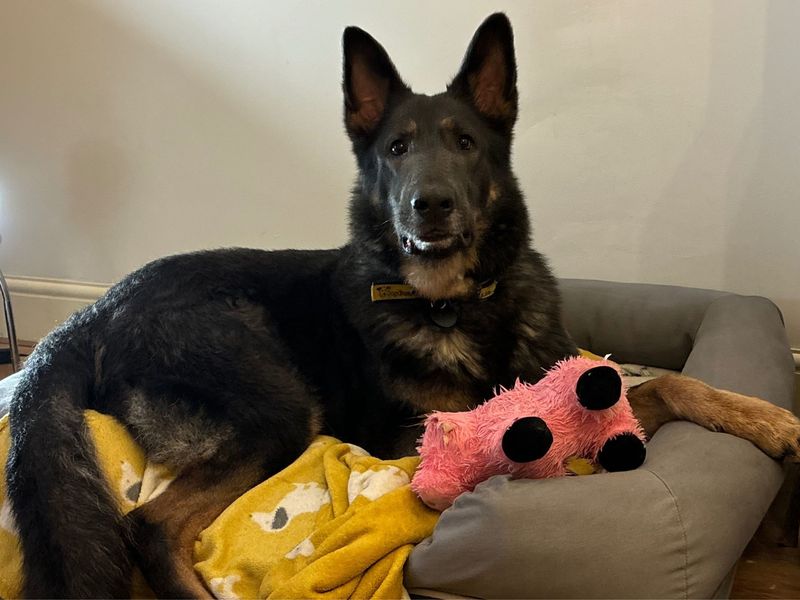 undefined | German Shepherd Dog | undefined - 7