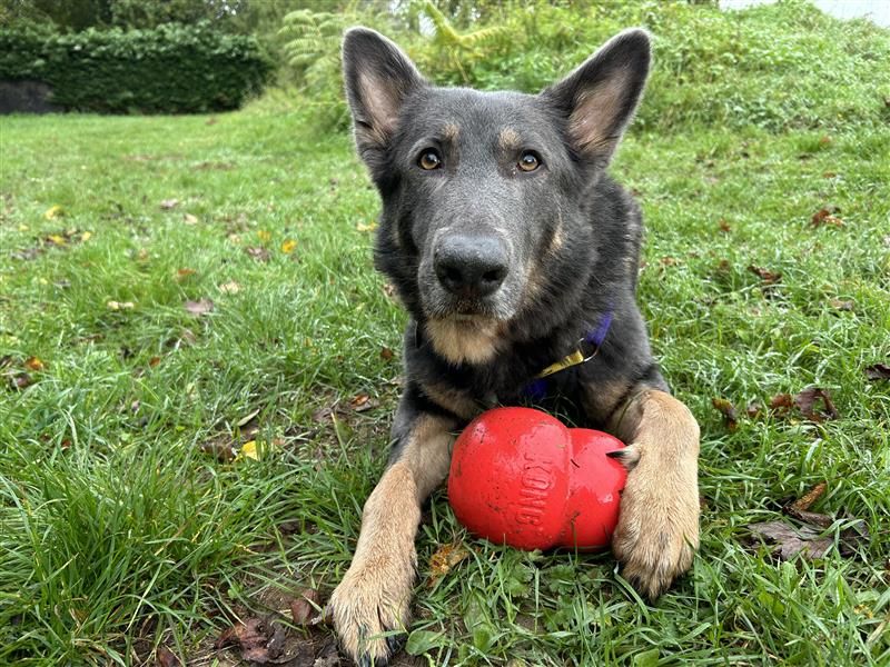 undefined | German Shepherd Dog | undefined - 9