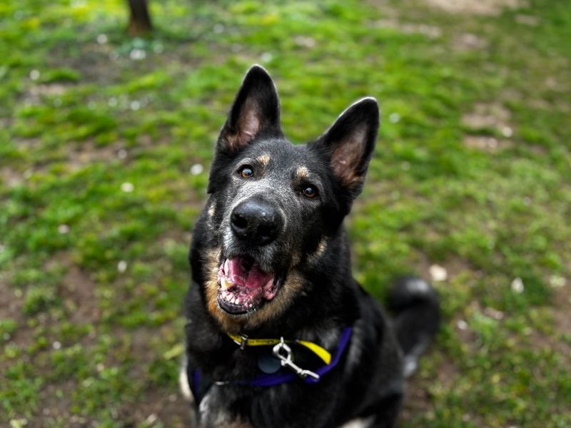 undefined | German Shepherd Dog | undefined - 10