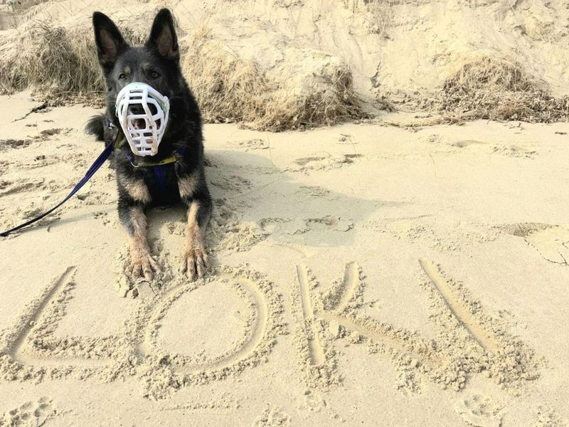 undefined | German Shepherd Dog | undefined - 11