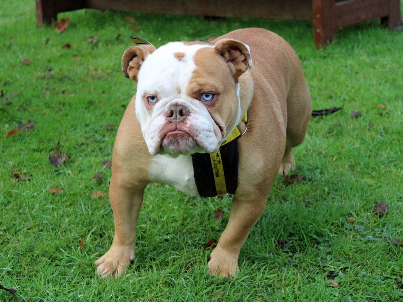 Frank for sale in Liverpool, Merseyside - Image 2