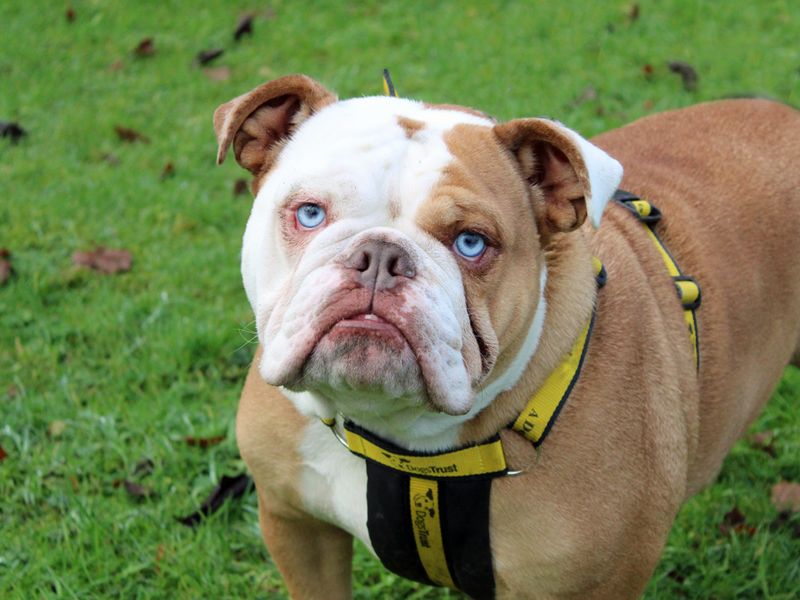 Frank for sale in Liverpool, Merseyside