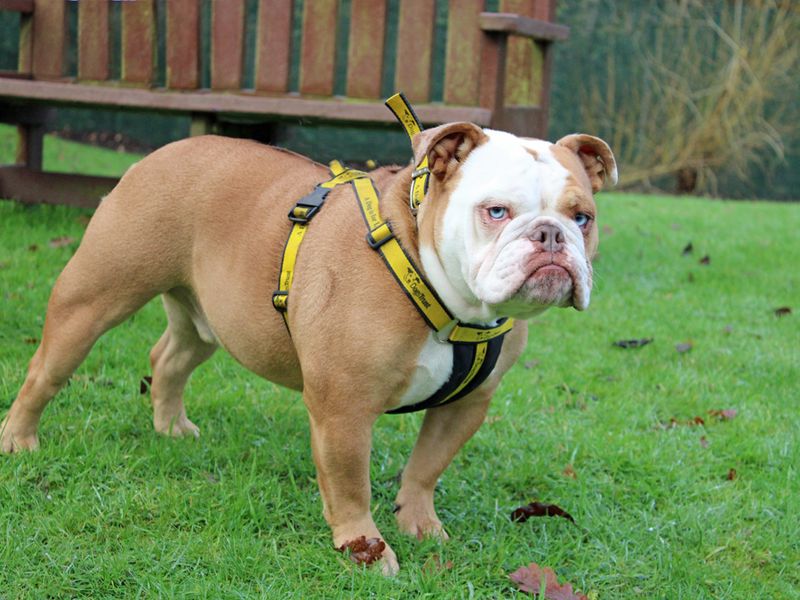 Frank for sale in Liverpool, Merseyside - Image 3