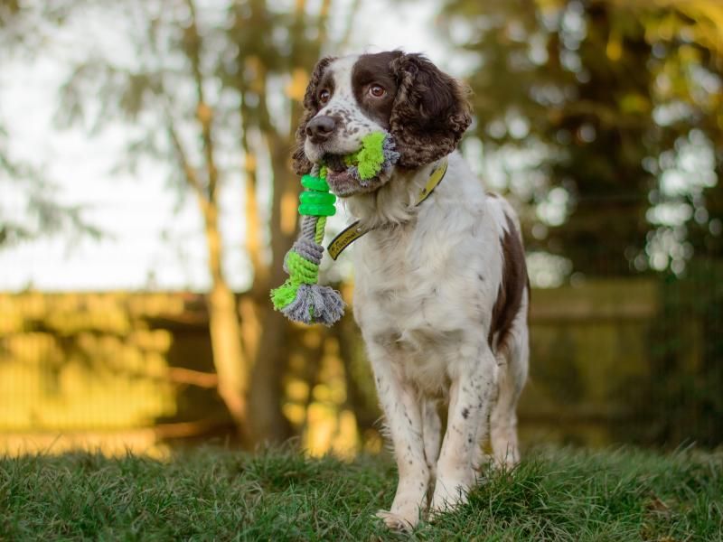 Springer Spaniel puppies for sale in Kenilworth – 13 years old
