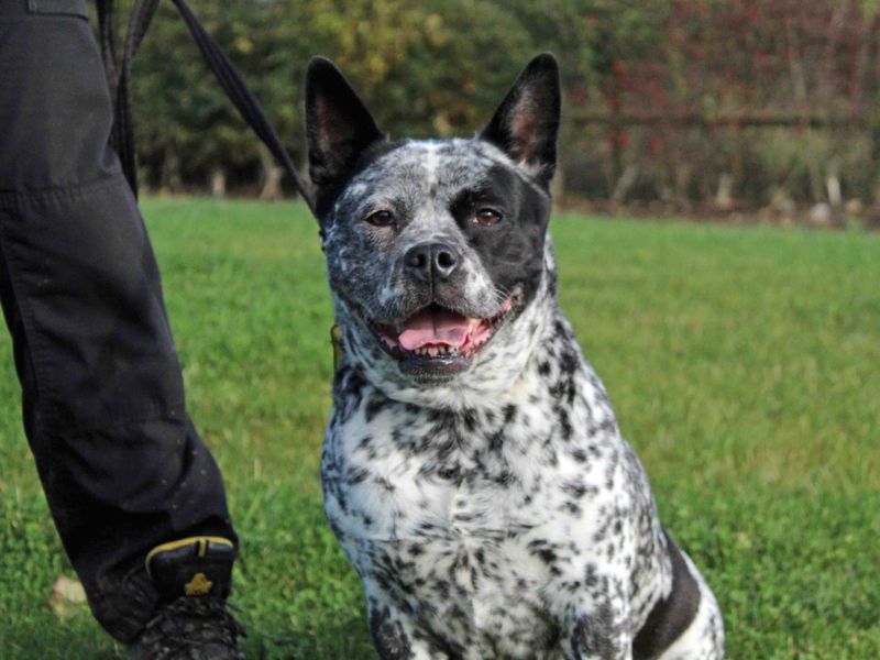 Staffordshire Bull Terrier for adoption in Sadberge, Co Durham – 7 years old - Image 6 of 7