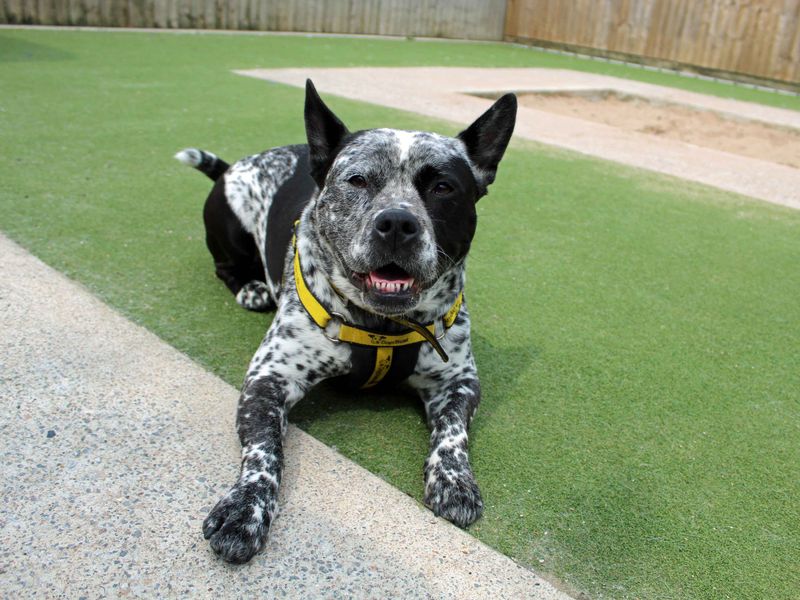 Staffordshire Bull Terrier for adoption in Sadberge, Co Durham – 7 years old - Image 1 of 7
