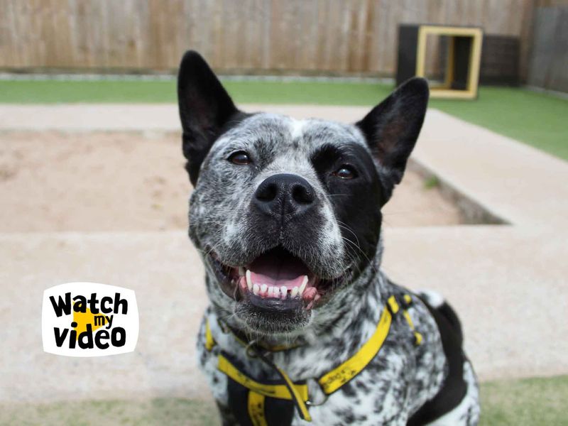 Staffordshire Bull Terrier for adoption in Sadberge, Co Durham – 7 years old - Image 4 of 7