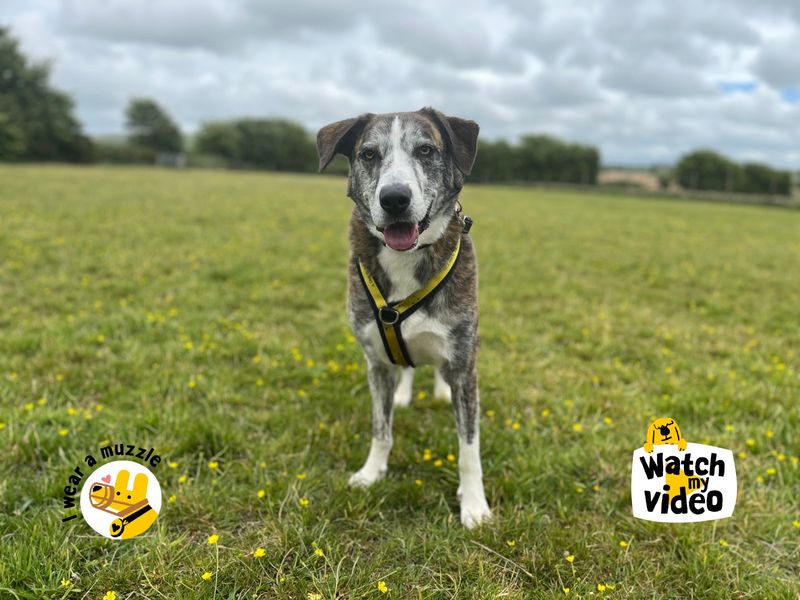 Ru | Lurcher Cross | Ilfracombe - 1