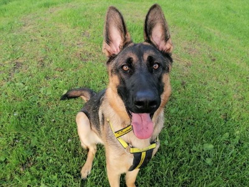 German Shepherd puppies for sale in West Calder – 2 years old