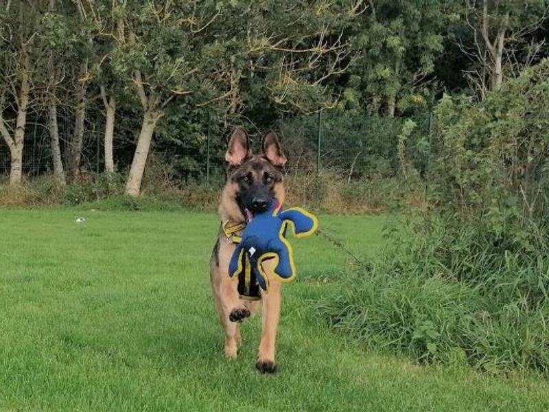 German Shepherd for adoption in West Calder, West Lothian – 2 years old - Image 2 of 6