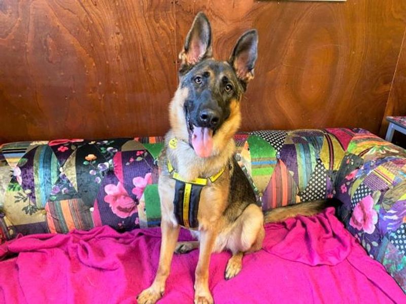 German Shepherd for adoption in West Calder, West Lothian – 2 years old - Image 5 of 6